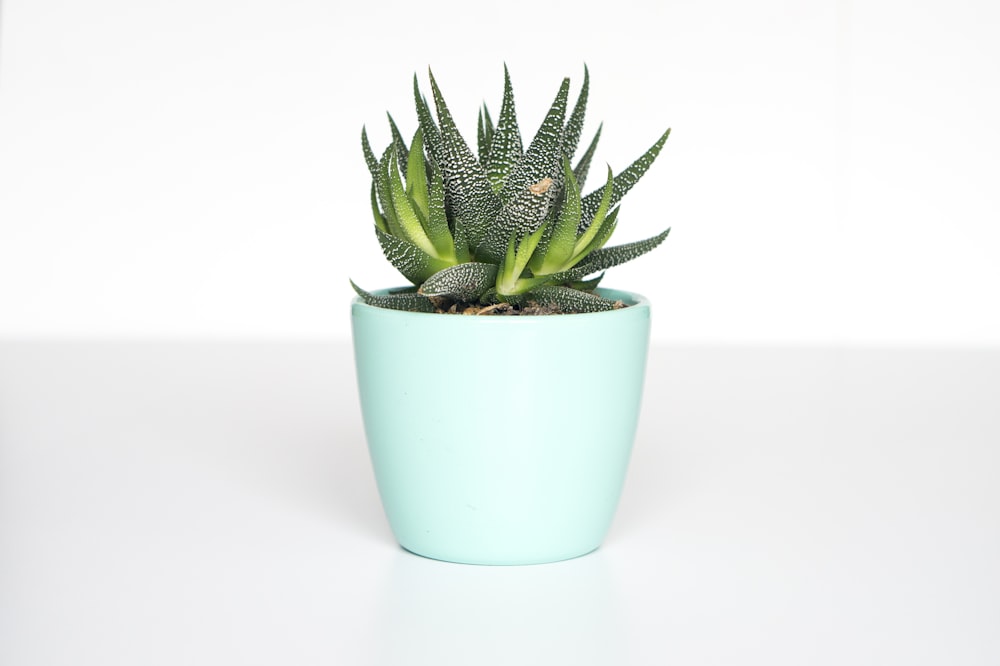 Premium Botanical Decor - Minimalist Artificial Snake Plant (Sansevieria) Display 2